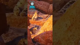 أ ف ل م ي نظ ر وا إ ل ى الس م اء ف و ق ه م ك ي ف ب ن ي ن اه ا تلاوة مؤثرة تخاطب القلوب 