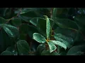 10 Hour | Calm Rain ASMR | Spiritual Rain Meditation | Relaxing Background Ambience