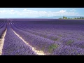 doTERRA Lavender Oil Uses and Benefits