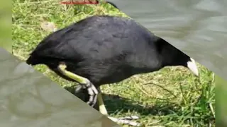 صوت دجاج ماي 