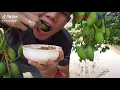 MAKAN RUJAK MANGGA MUDA LANGSUNG DARI POHONNYA GAESS... || Bikin NGENCESSS 🤤🤤🤤