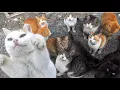 Download Lagu I visited Japan Cat Island, where there are more cats than people. Elderly people and cats coexist.