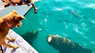 MONSTER GOLIATH GROUPER UNDER OUR BOAT!!