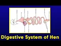 Digestive System of Hen Poultry BSc Ag English Hindi