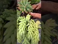 Beautiful Succulent Arrangement in Large Galvanized Tub
