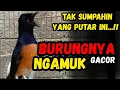 Download Lagu MURAI BATU GACOR EMOSI‼️PANCINGAN MURAI BATU GACOR sangat ampuh jadikan murai batu cepat bunyi GACOR