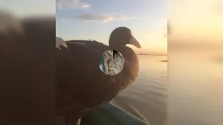 صوت دجاج ماي وخضيري وبوزله وحذاف 