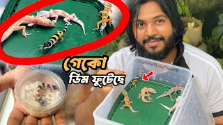 বিরল রঙের বাচ্চা,,,রঙিন তক্ষকের ডিম থেকে।Colourful Lizard baby| Doggo Sage #doggosage