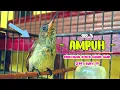 Download Lagu PANCINGAN KOLIBRI NINJA Bahan Agar Bunyi || MASTERAN Konin Agar Cepat Gacor || Part 10