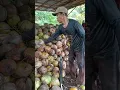 Download Lagu kelapa desa pematang panjang,kecamatan Seruyan hilir timur #buahkelapa