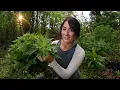 Harvesting Motherwort Why I Turn It Into a Tincture Every Year