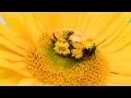 Download Lagu 'Little Bee' | Kids Educational Bee Song  | Little Ripples | Stop Motion Animation | NZONAIRMUSIC