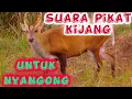 Lagu suara pikat kijang jantan