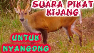suara pikat kijang jantan