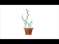 How to make flat potted plant illustrator tutorial - Adobe Illustrator