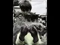 Download Lagu Got my first rabbit this morning #rabbit #wildlife #bunny