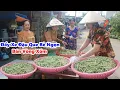 Download Lagu Đẩy Xe | Đậu Que Bẻ Ngọn | Bán Vòng Xóm Lời Được Bao Nhiêu Cho Cha/ @netsongdongque