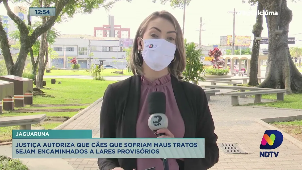 Justiça autoriza que cães que sofriam maus tratos sejam encaminhados a lares provisórios