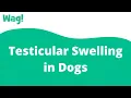 Testicular Swelling in Dogs Wag