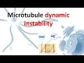 Dynamic instability of microtubule