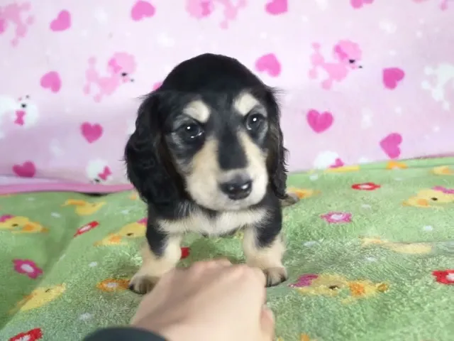 動画