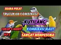 Download Lagu SUARA PIKAT TRUCUKAN RIBUT KOMBINASI KUTILANG KOMBINASI MAUT SANGAT MEMPESONA MP3 SUARA JERNIH