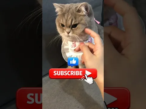 Potongan Rambut Anjing Ini Jadi Berantakan! π±