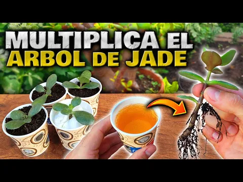 Download MP3 MULTIPLICA por ESQUEJES el ÁRBOL DE JADE o PLANTA de JADE | Cómo REPRODUCIR Suculenta ÁRBOL DE JADE