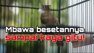 Download sangar cucak jenggot ini kalau bawa besetannya MP3