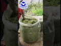 Download Lagu Cara mudah pembuatan Silase Rumput odot segar - mesin cacah rumput super halus ibrahim dadong farm