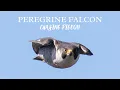Peregrine Falcons Hunt Pigeon in High Speed Chase 4K Narrated Film