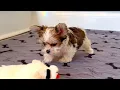 Yorkie Male Parti WOW Ready Now 4sale Marietta GA Tcupsandtoypups com 770-527-7295