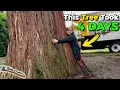 The BIGGEST Tree I ve Ever Removed GIANT SEQUOIA REMOVAL JOB