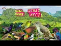 Download Lagu Suara Pikat Burung Kecil Anti GaGal#part 1