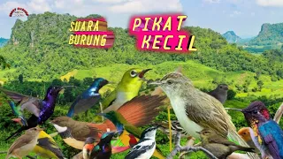 Download Suara Pikat Burung Kecil Anti GaGal#part 1 MP3