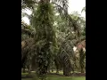 Download Lagu Perkebunan Kelapa Sawit Di Kabupaten Dharmasraya,Nagari Sungai Langkok