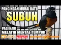 Lagu SUARA MURAI BATU PANCINGAN SUBUH | MELATIH MENTAL FIGHTER DIPAGI HARI | murai batu