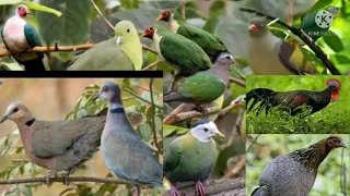 Download Campuran Suara Burung Tekukur, Puter, Punai, dlemokan, Ayam hutan Jantan dan Betina Pikat MP3