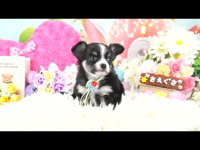動画