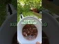 Download Lagu Jangan Dibuang ‼️ Sampah Kulit Bawang Merah Gak Disukai Hama Dikebun