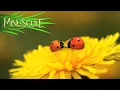 Download Lagu Minuscule - Night Of The Mandibles / La nuit des Mandibules