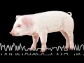 Download Lagu SUARA BABI MENJERIT  (DOWNLOAD ADA DI DESKRIPSI)