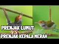 Download Lagu pikat prenjak lumut dan prenjak klawu