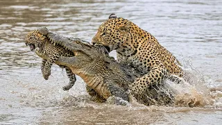 Craziest Wildlife Battles Caught On Camera