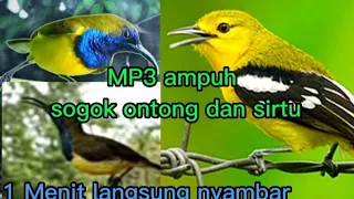 Download suara pikat ampuh buat mikat sogok ontong dan sirtu 1 menit langsung turun MP3