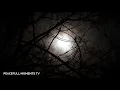 Download Lagu Forest Full Moon Night Sounds Wolf Owl Crickets Nature Ambience Sleep ASMR Meditation Healing