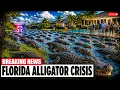Florida Has 1 3 Million Alligators And The Situation Is Getting Worse