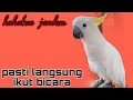 Download Lagu MASTERAN AGAR KAKATUA CEPAT BISA BICARA