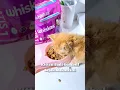 whiskas kitten #whiskas #whiskascatfood #whiskaskitten #dryfoodkucing #dryfood #dryfoodmurah #kucing