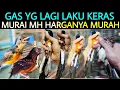 ✅ GAS YG LAGI LAKU KERAS MURAI MH MALAYSIA DI PASAR BURUNG PRAMUKA HARI INI
